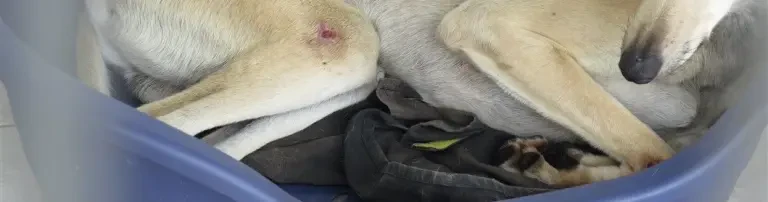 Hilfe für spanische Hunde Header