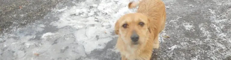"Futter für die armen Hundeseelen in Nasaud" Header