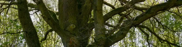 Urwald Header