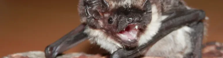 Pflege verletzter und geschwächter Fledermäuse Header