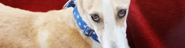 Futter für misshandelte Galgos Header