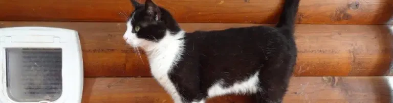 Aufbau einer Katzenstation Header