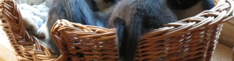 Kastration von Wildlingen (Wildlebenden Katzen) Header