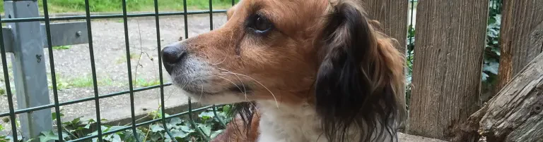 Chacho - Hund des Monats September 2016 Header