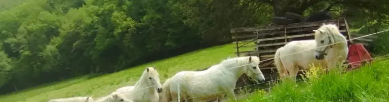 Hilfe für Ponys in Not Header