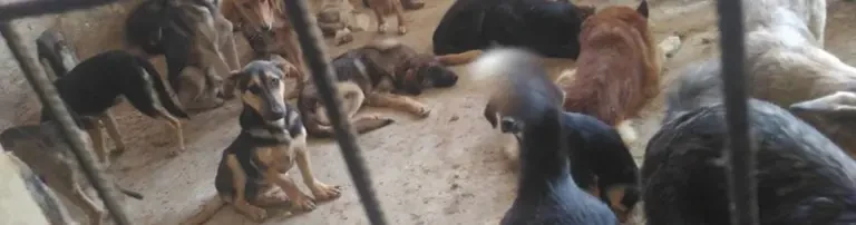 Rettung von Hunden aus der Hölle von Sarajevo Header