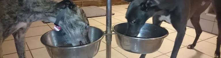 Sicherung der Unterbringungskosten der Greyhounds aus Irland Header