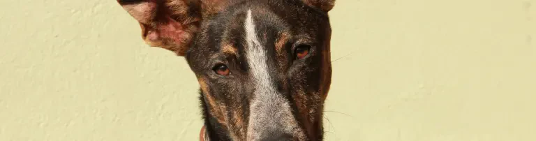 Luigi - Hund des Monats Oktober 2016 Header