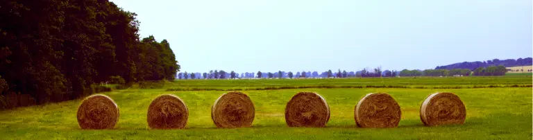 Sommer in Brandenburg Header