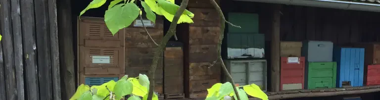 Sanierung des Bienenzuchtzentrums Bantin Header