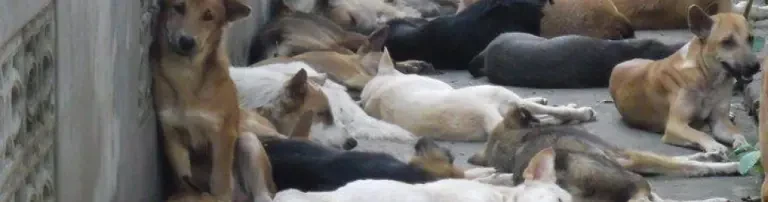 Kastrationen der Strassenhunde im südlichen Thailand Header