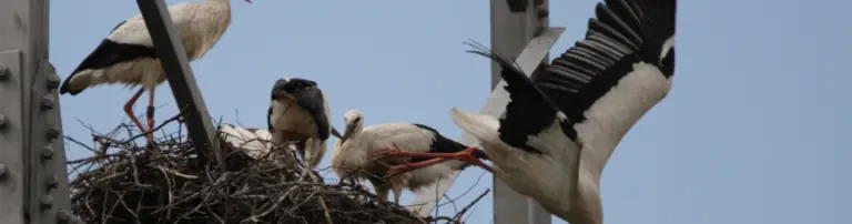 100 qm Wiese für die Störche in Mombach Header
