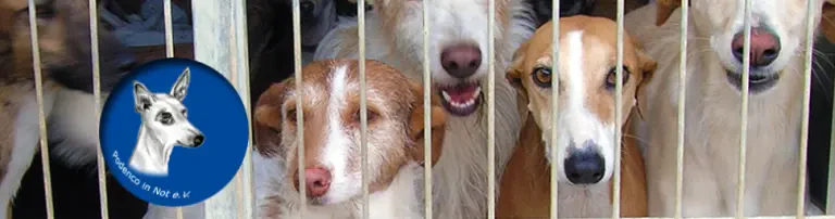 Quarantänestation für Fundhunde Header
