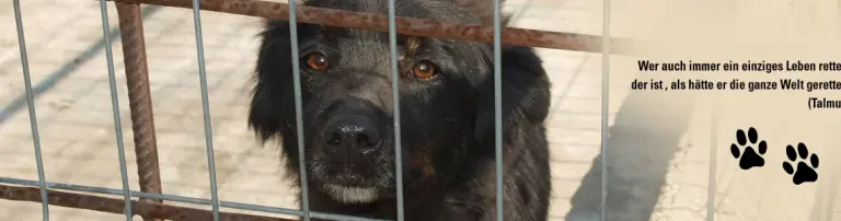 Winter in Butimanu (Rumänien) - 400 Hunde brauchen Hilfe! Header