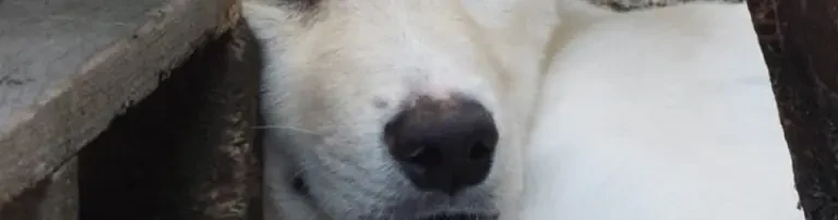 Futterspenden Tierheim Rumänien Header