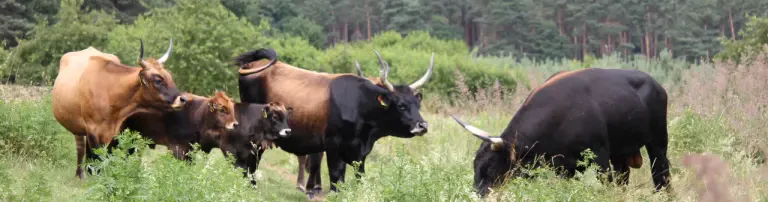 Grasende Landschaftspfleger Header