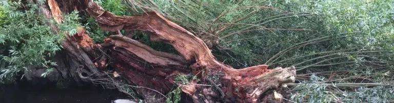 Naturschutz und Umweltbildung - für Jung und Alt Header