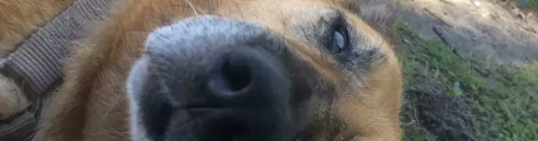 Kranke Hunde Header