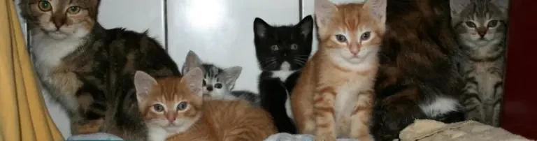 Kastrationsaktion von Katzen im Raum Zaprešić, Kroatien Header