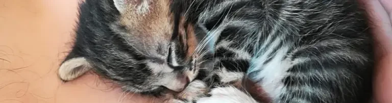 Kittenflut 2018 Header