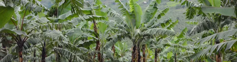 Schulgebäude in Ibanda/Uganda Header