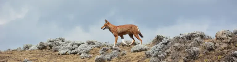 Äthiopischer Wolf -Einsamer Wolf auf dem Dach Afrikas Header