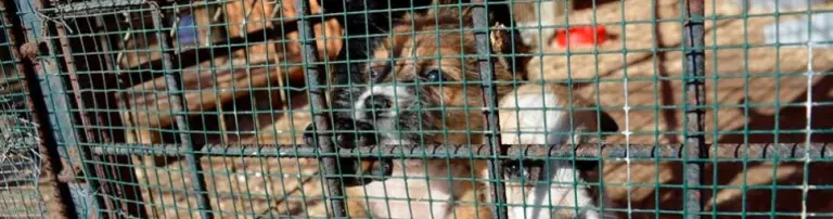 Bau eines privaten Streuner-Shelters in Rumänien! Header