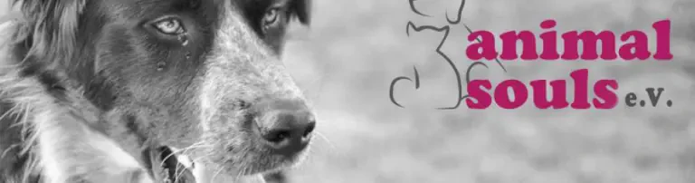 Animal Souls e.V. braucht Hilfe Header