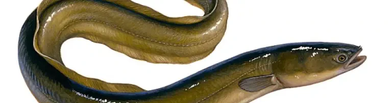 Aalförderprogramm Header