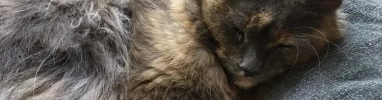Pflegekatzen COOKIE und CANDY Header
