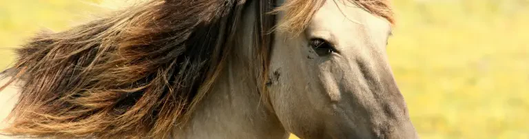 Pferdekinder retten vor einer ungewissen Zukunft Header