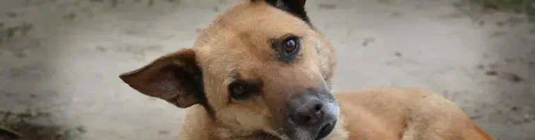 Futterspenden für 150 Hunde im Shelter in Craiova (Rumänien) Header