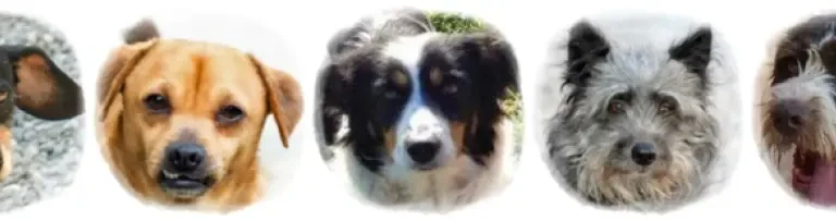 Medizinischer Erst-Check des Hundes auf der Pflegestelle Header