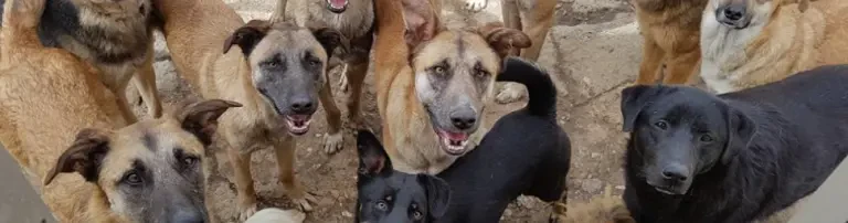 SOKO Streuner e.V. - Im Einsatz für Tiere Header