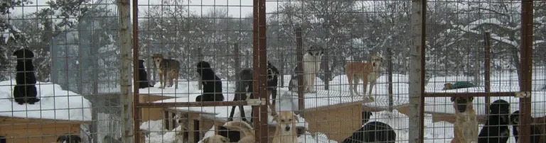 Unterschlupf und medikamentöse Versorgung für die Hunde in Rumänien vor dem Winter Header