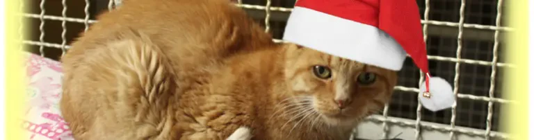 Tierische Weihnachten 2017 Header