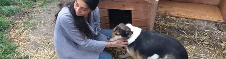 Hilfe für Straßenhunde in Südungarn Header