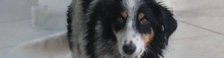 Futter für unsere Tiere Header