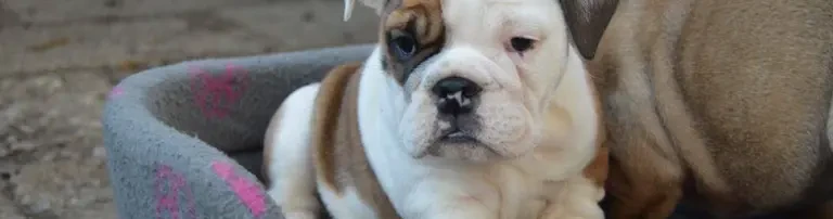 Hilfe für Bulldoggenwelpe Olaf Header