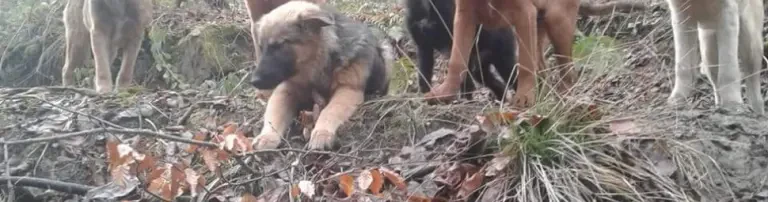 Help the Dogs in RESTA / PS Resita Header
