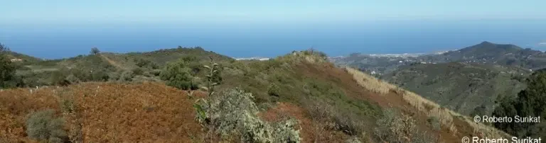 Junge Naturschützer pflanzen Lorbeerwald auf Gran Canaria Header