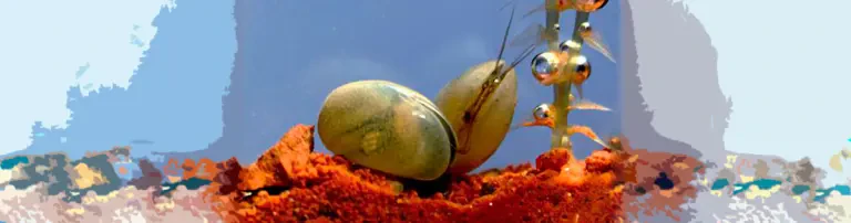 Ostrakoden Beobachtungs-Sets mit Mini-Aquarium für Schulen Header