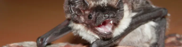 Pflege verletzter und geschwächter Fledermäuse Header