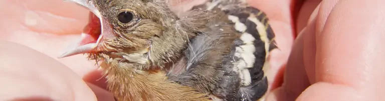 Auswilderungsvolieren für kleine heimische Singvögel Header