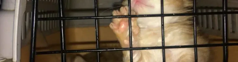 Katzennotfallwohnung in Moskau Header
