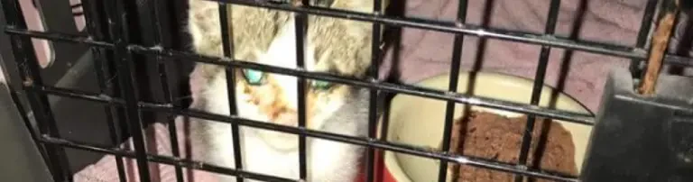 Hilfe für verlassene Tiere auf Mallorca Header