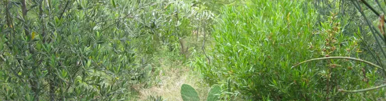 Essbare Wälder für Menschen und Tiere in Bolivien Header