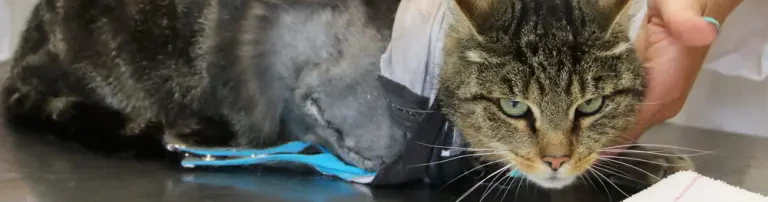 Brummel - Katze des Monats Juli 2018 Header