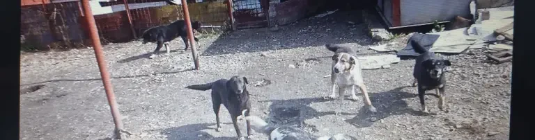 Unterstützung für die Tierschützer Mihaela Soare und Elena Carmina Butuc in Rumänien Header