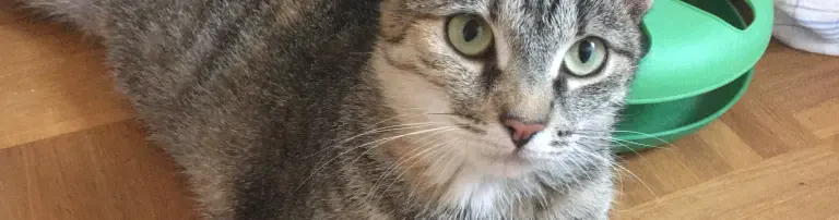 Lilis Maßnahmen und diverse Tierarztkosten Header